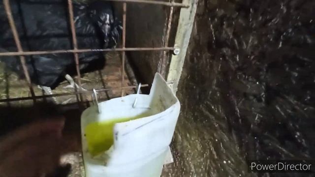 #Содержание цыплят зимой.✔️ #Кормление цыплят. ✔️ смотреть онлайн