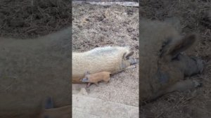 Венгерская мангалица. Содержание и уход