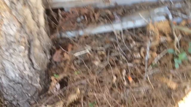 То ли ужик то ли змей ?! У нас на огороде «Гости». смотреть онлайн