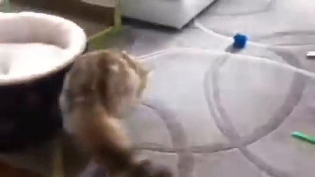 Maggie and Trip in the Toy Chest смотреть онлайн