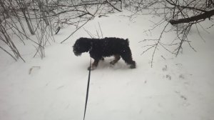 Тоби - зимний щенок