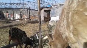 Как проходит отел у коровы.