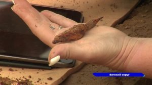 На раскопках могильника в Вачском районе обнаружили уникальные артефакты