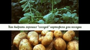 Как выбрать хороших "соседей" для картофеля на нашем участке, чтобы остаться довольными урожаем.