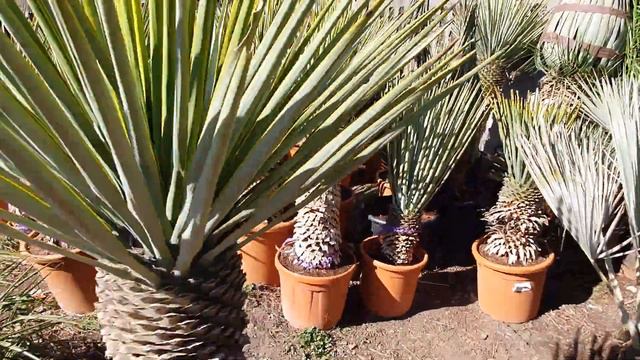 BestpalmTV. Yucca rigida смотреть онлайн