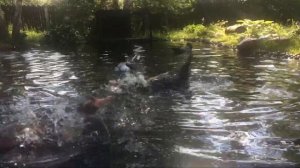 мускусная утка в пруду
