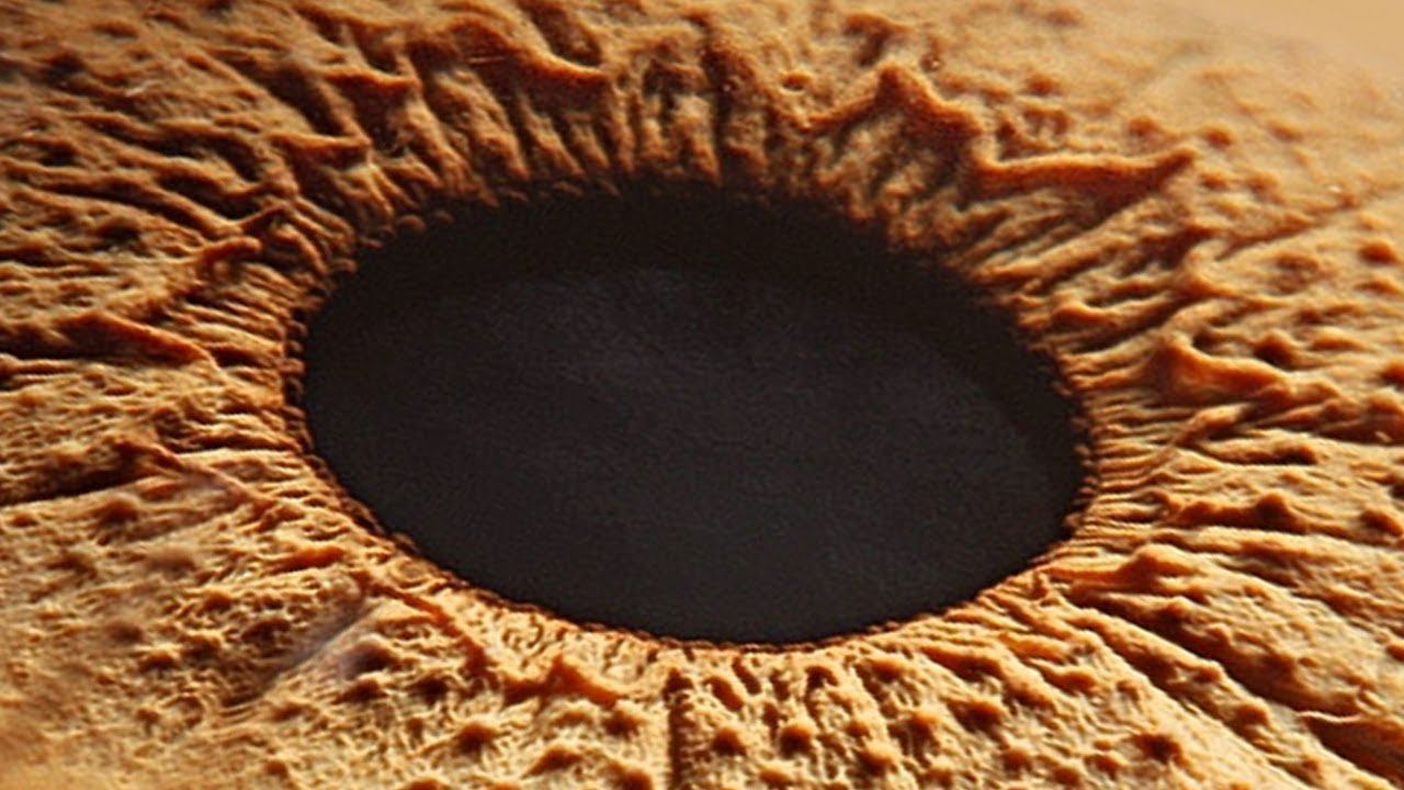 Глаз под микроскопом фото высокого разрешения