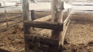 Чистим стайку от навоза