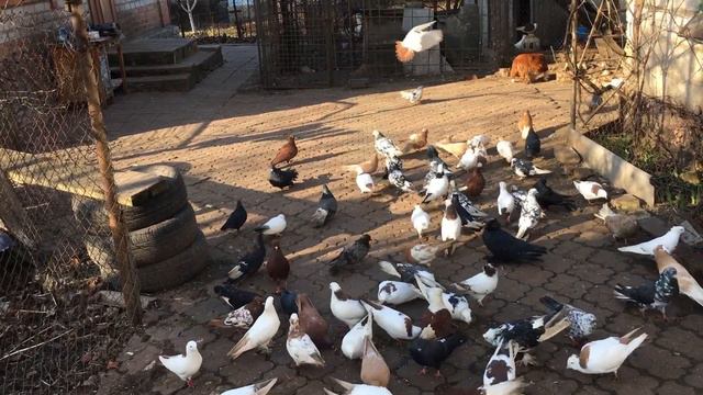 Для чего нужна распаровка пары голубей... смотреть онлайн