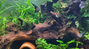 Релакс гуппи Чёрный монах