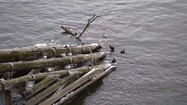 Panasonic Lumix DMC-GX1, тест видеорежима смотреть онлайн