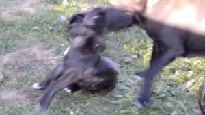 Мама Кане Корсо учит щенов.