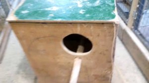 Корелы нимфа.Как разводить попугаев