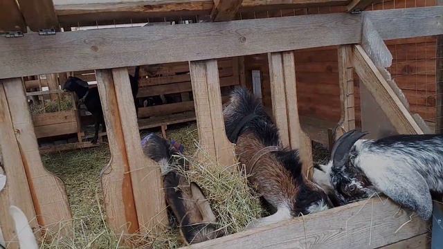 Коза прячется от козла. Мыши портят яица. Что внутри какашки? смотреть онлайн