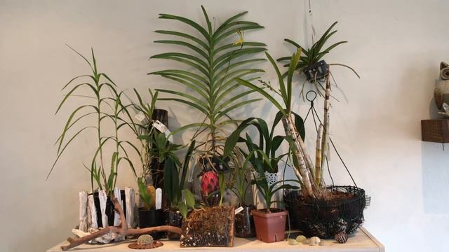 Mass Orchid Haul Jul17 смотреть онлайн