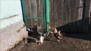 РАСТЕКАТЬСЯ МЫСЛЬЮ ПО ДРЕВУ ЗНАЧЕНИЕ МЫСЛЬЮ ПО ДРЕВУ РАСТЕКАТЬСЯ