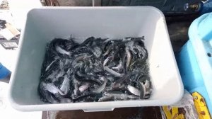 Доставка малька форели в Тверскую область!