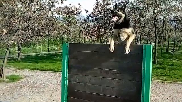 Восточно-европейская овчарка. Команда "Барьер!". ВЕО, 1.5 года. смотреть онлайн