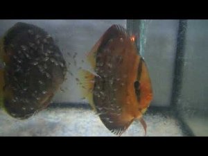 Дискусы с мальком. Музыкальный проект