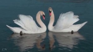 Камиль Сен - Санс - Лебедь... Camille Saint - Saens Swan