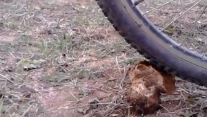 Гриб дымовик