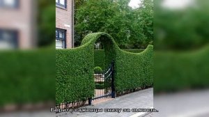 Дизайн живой изгороди