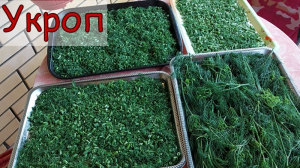УКРОП - ВИТАМИННАЯ ЗАГОТОВКА ***КРОП И ЕГО ПОЛЬЗА ДЛЯ ОРГАНИЗМА !
