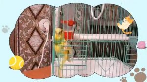 Волнистый попугай Лиза развлекается в клетке!