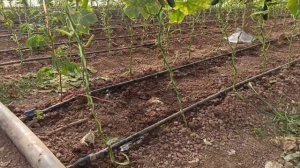 Гармхонаи  Узбеки дар Точикистон