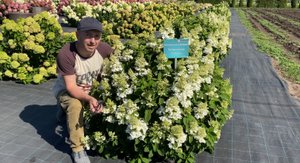 Гортензия метельчатая Little Blossom