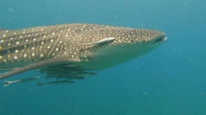 Whale sharks - the best of Muscat 2022