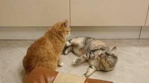 Кошачьи игры
