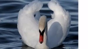 Мы слова найдем такие нежные...