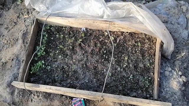 Выращивание рассады капусты. Мини парник. смотреть онлайн