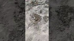 Посадка семян арбузов в открытый грунт