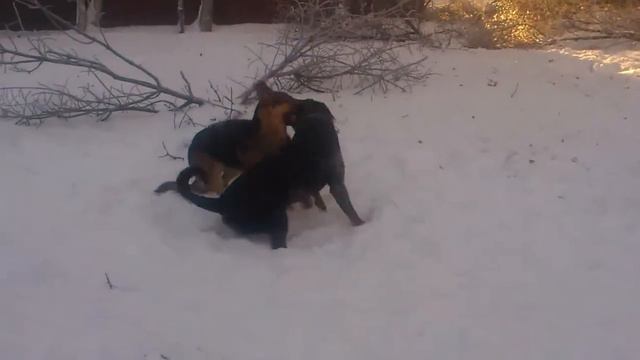 Ротвейлер Амур(1 год) и овчарка Надя(10мес.) "попрыгушки" смотреть онлайн