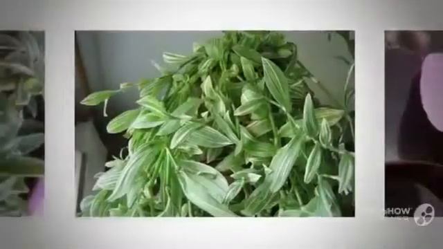 Цветы Традескация (Tradescantia flower)