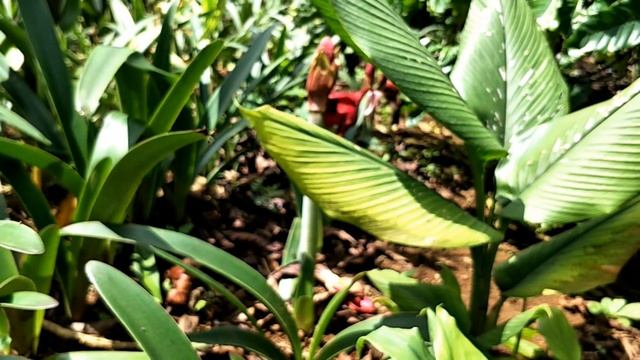 #lanhuegao Lan huệ GÁO Hippeastrum Amaryllis Carmen смотреть онлайн