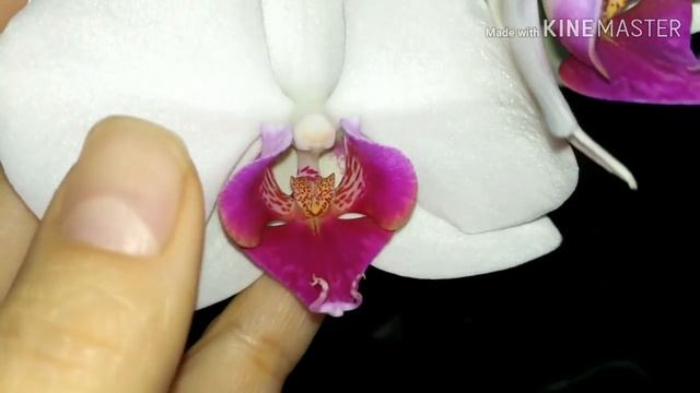 Подкормка для орходеревьев/Янтарная кислота + Агрикола смотреть онлайн