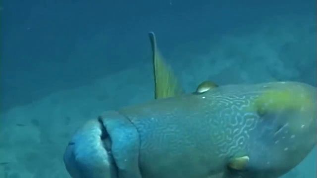 Самые необычные рыбы морей и океанов. смотреть онлайн
