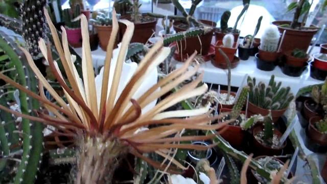 Our Selenicereus grandiflorus ' Queen of the Night' Cactus from Buds to Blooms смотреть онлайн