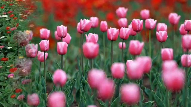 С ДНЕМ РОЖДЕНИЯ, ВАЛЕНТИНА!!! смотреть онлайн