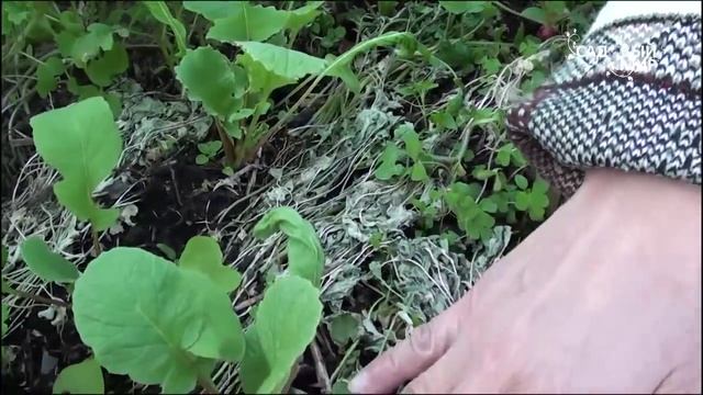 Редиска без полива от выходных до выходных. Сайт "Садовый мир" смотреть онлайн