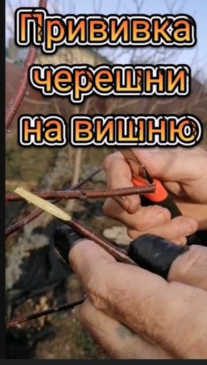 ПРИВИВКА ЧЕРЕШНИ НА ВИШНЮ