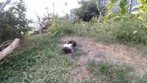 О ужас..кошка ест землю!!!