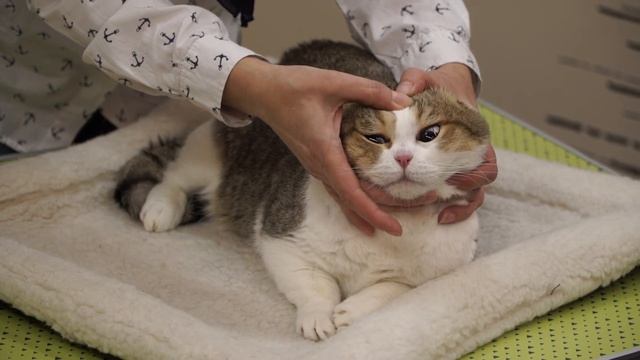 Шотландская вислоухая кошка (скотиш фолд). Описание породы