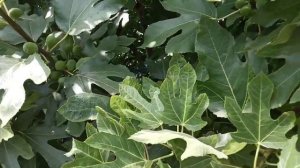 Удобрение, обрезка, полив, укрытие инжира. Гибрид Кадоты, Черный Принц, Абхазский Фиолетовый инжир