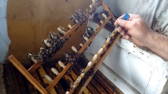 Как добавить маточное молочко в маточники. Результат. Часть 2.