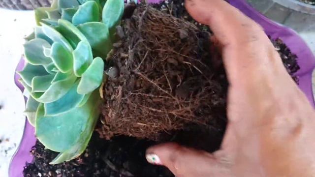 ECHEVERIA , VAMOS MUDAR DE VASO UMA DE NOSSAS MUDINHAS смотреть онлайн