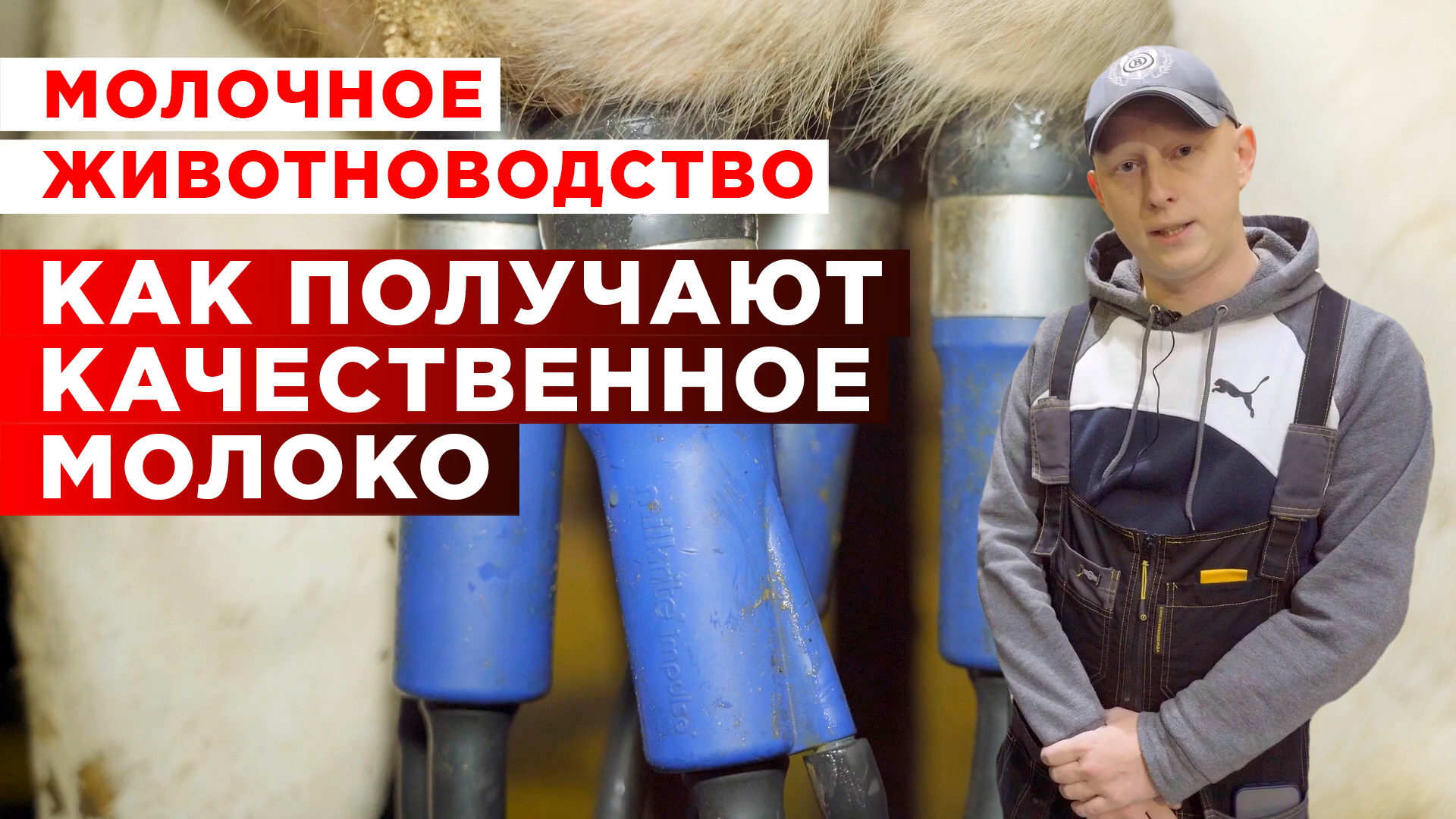 Как получают качественное молоко | Молочное животноводство